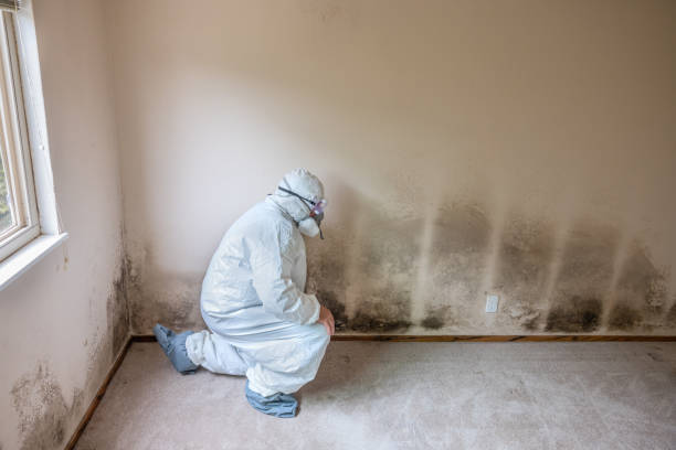 Best Affordable Mold Removal  in Moulton, AL